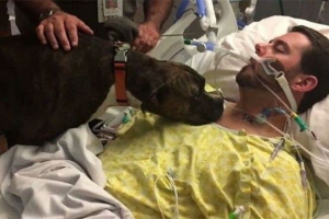 Собака відпустила до побачення до вмираючого власника. Фотографія. Собака відпустила до побачення до вмираючого власника. Фотографія.